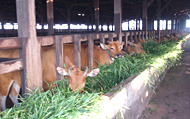 Palm Kernel Expeller