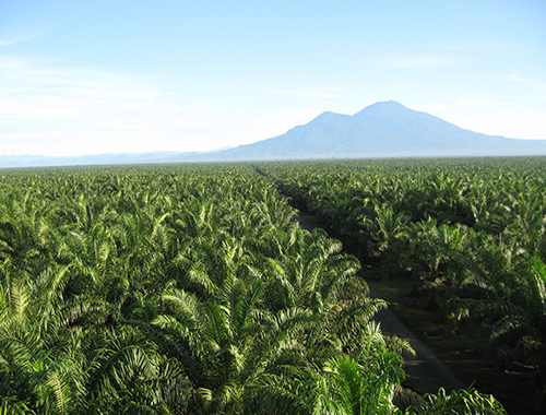 PT Agra Masang Perkasa Plantation