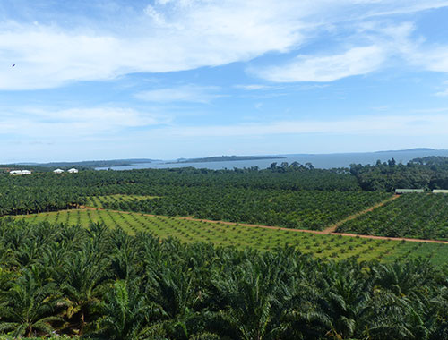 Oil palm plantation in Kalangala, Uganda