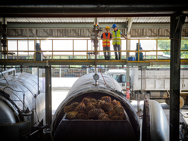 Oil Palm Plantation & Milling