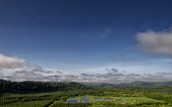 Oil palm plantation landscape