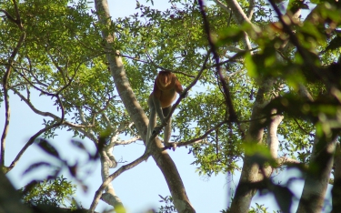 Proboscis monkey in Wilmar’s conservation area
