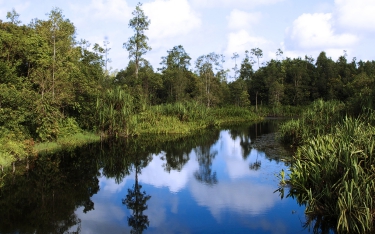 River landscape in Wilmar’s conservation area