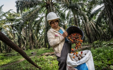 Smallholder harvesting