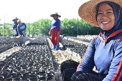 Nursery workers at  work - Saremas Nursery