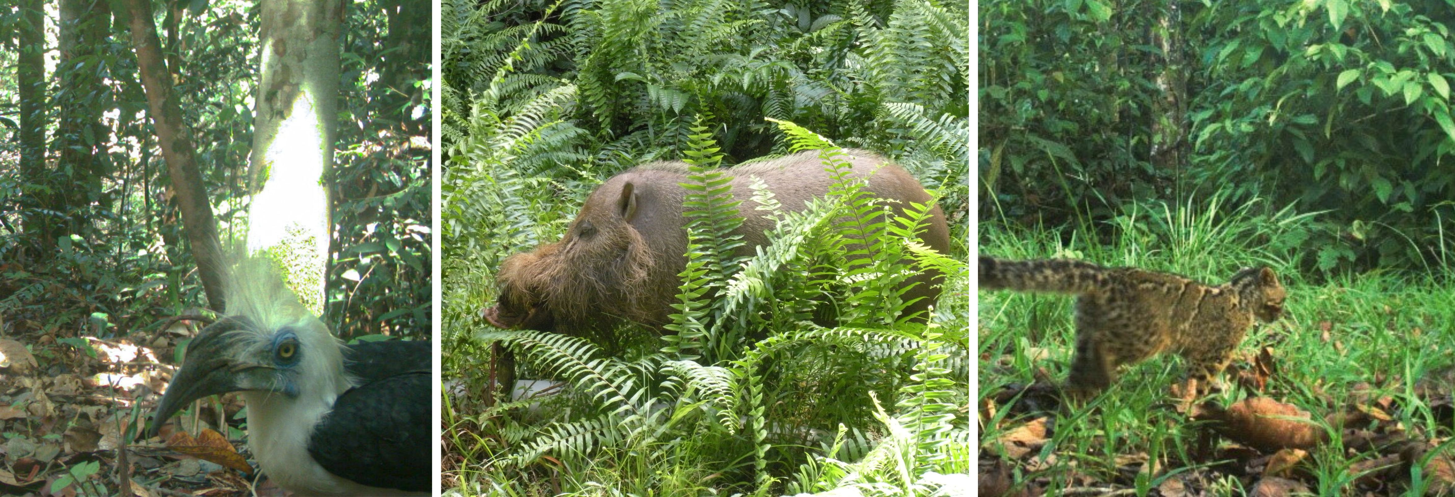 Preserving biodiversity banner